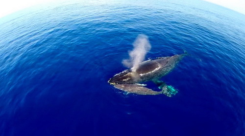 Whale-with-calf-drone-intro-sm.jpg