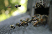Photo: It's time to ban bee-killing pesticides