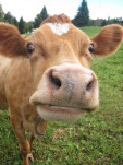06-08cowcloseup