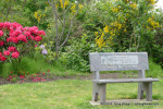 The Bench