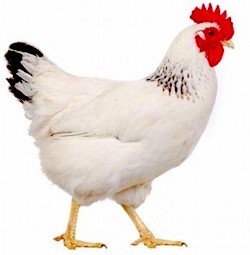 A chicken.