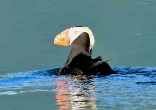Tufted Puffin