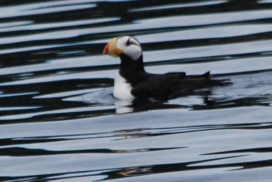 Horned Puffin