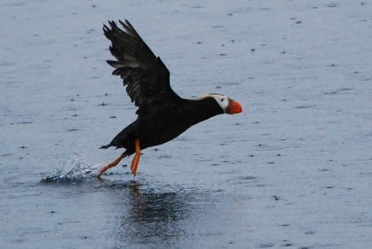 Tufted Puffin