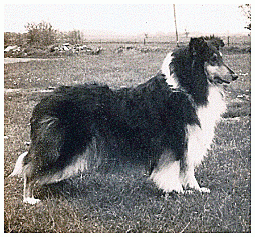 Collie on alert