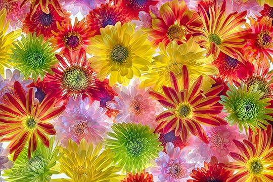 Mums the Word © Harold Davis