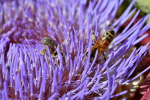 lavender