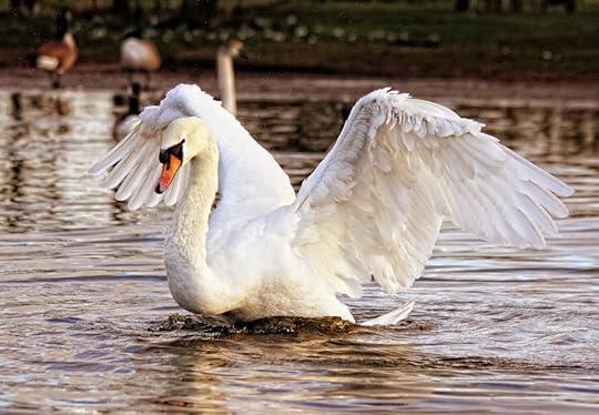 swan-839598_1920
