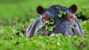 ancient Egypt hippo facts