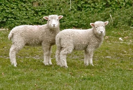 Lambs on Dartmoor by Helen Mason