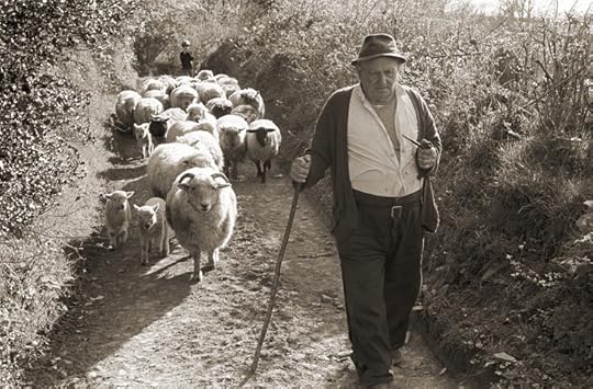 ''Archie Parkhouse Leading His Sheep by James Ravilious