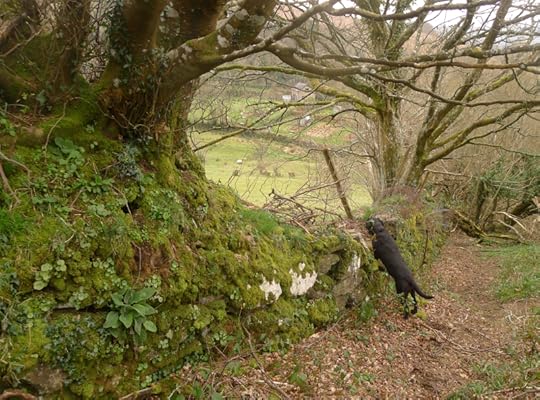 Tilly spying on sheep