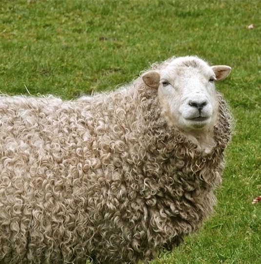 Sheep being spied upon