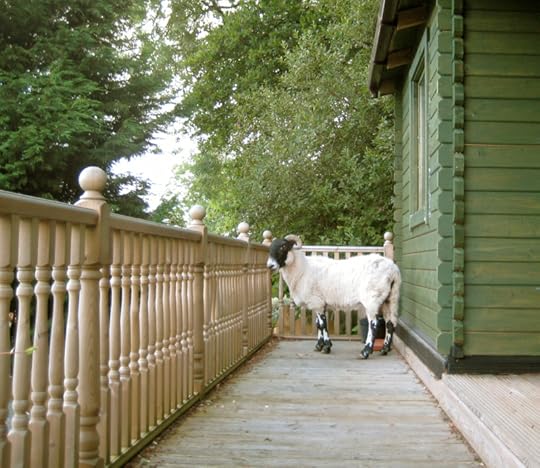 The ram on the cabin porch