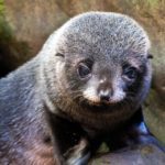 Gorgeous Seal pup