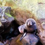 Ohau Point Seal Pup on Rock