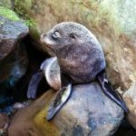 Ohau Point Seal Pup Profile