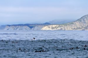Dusky Dolphins at Kaikoura