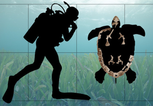 C.acrisCoverArt.jpg