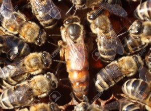 Queen Bee Surrounded by Workers