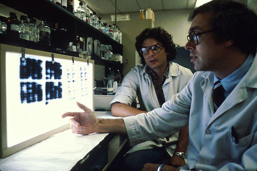 Monoclonal_antibodies3.jpg