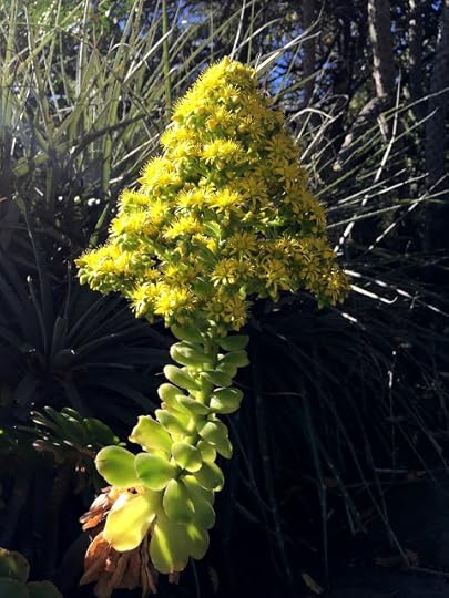 Native plant in Cuenca