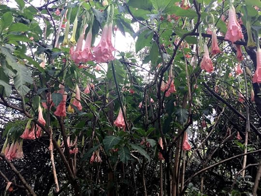 Pink hanging flowers