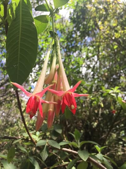 Hanging flowers
