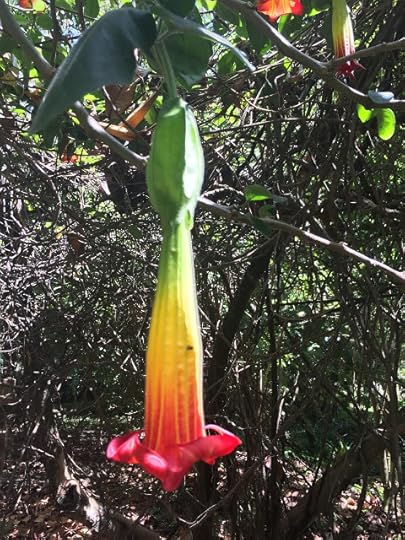 Rainbow colored flower