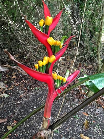 Large flower on plant