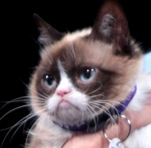 grumpy_cat_by_gage_skidmore-crop
