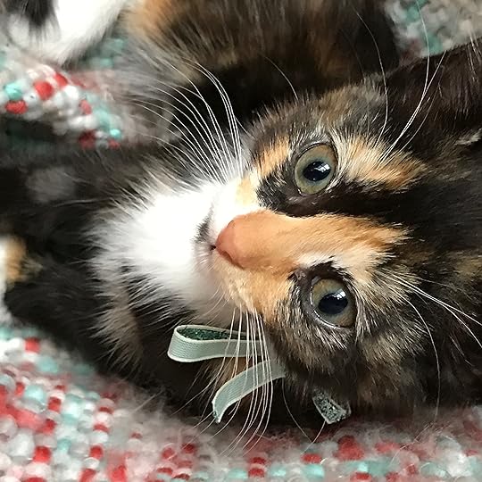 Teeny Torti