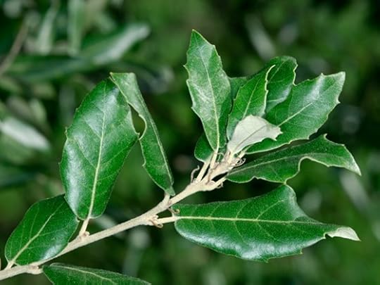 holm oak leave.
