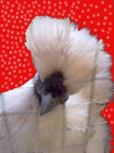 This is the Newsnibbles official Chicken, made a bit festive. Merry Christmas Nibblers.