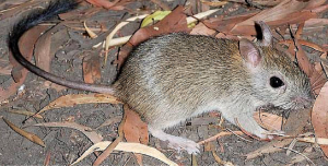 Melomys-rubicola-extinction-cover