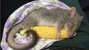 bettong
