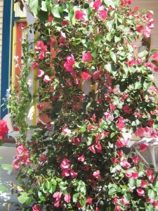 akaroa-28-feb-2016-019a