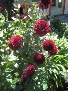 akaroa-28-feb-2016-014a