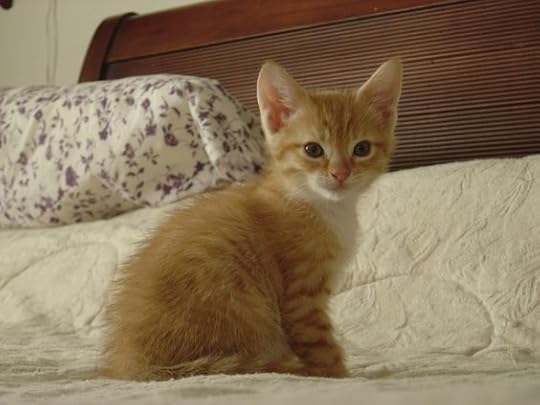 Orange Tabby Kitten: 