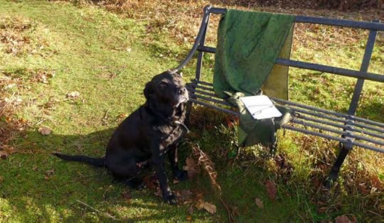 Gold Winter Light on a Black Dog's Muzzle