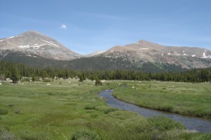 Dana Meadows