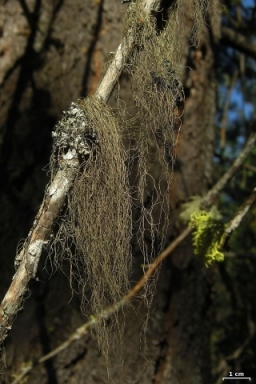 The stringy stuff hanging on this tree is a lichen from the genus Bryoria. (click for credit)