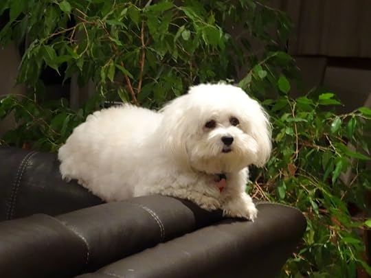 White dog photo DSC02733_zpsbfuj9dtx.jpg