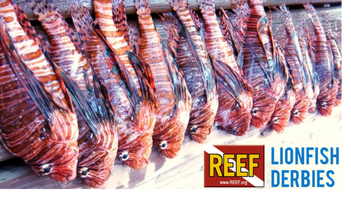Lion fish