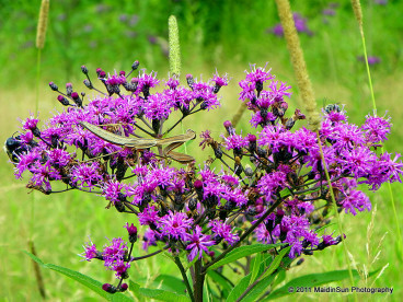 Ironweed