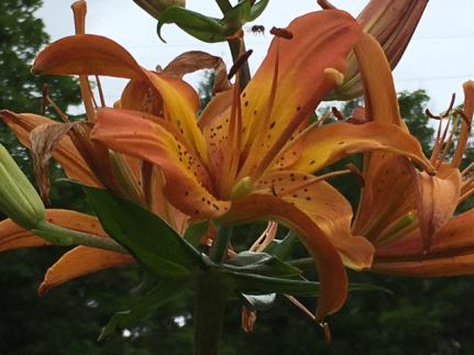 day lillies