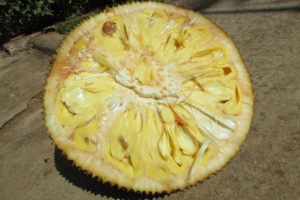 Jackfruit Cut Open
