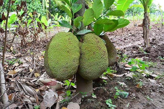 Jackfruit Plant