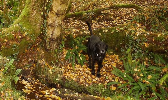 Black dog, golden leaves