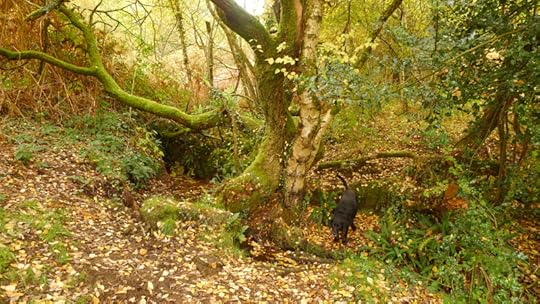 The trees of the Fairy Spring